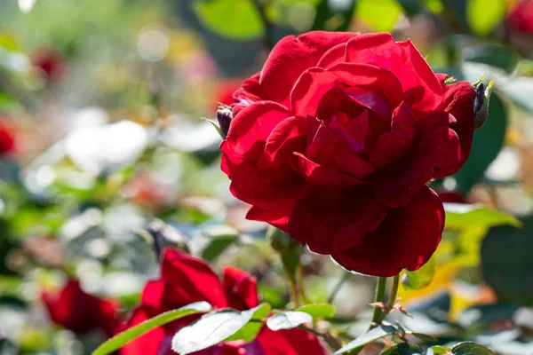 Doğal arka plan. Yakın çekimde bir dalüzerinde kızıl gül görüntüsü