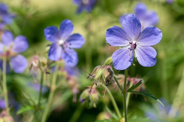 Doğal arka plan. Yumuşak odakta viyola çiçek görüntüsü