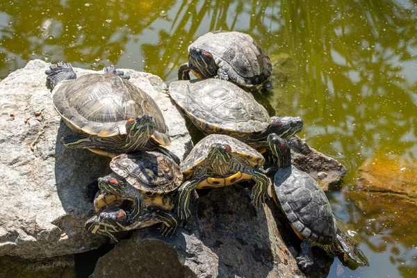Doğal arka plan. Göletteki taşın tadını çıkarıyor kaplumbağaların görüntüsü