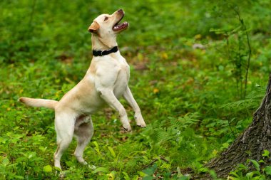 Animal photography. Happy and joyful yellow labrador on a walk in the forest clipart