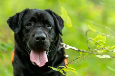 Editoryal görüntü. Ormanda bir kurtarma eğitimi siyah koruma labrador