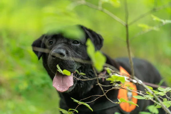 Redaktionell bild. Svart skydda Labrador på en räddningsaktion utbildning i skogen — Stockfoto