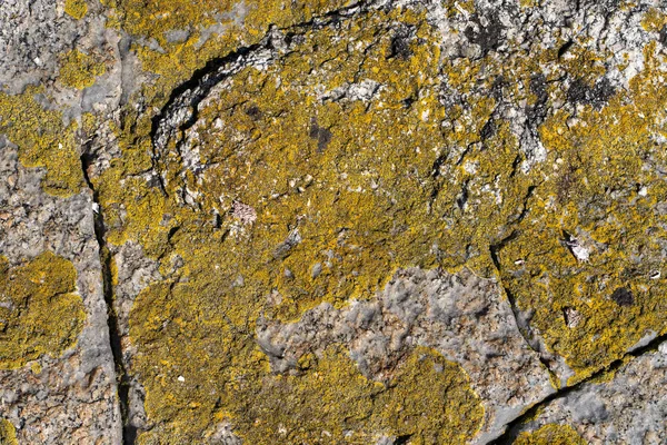 Imagem de fundo. Textura de pedra de mármore natural com padrão de líquen — Fotografia de Stock