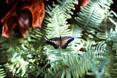 Eğrelti otunun dalında oturan kırpıcı kelebek