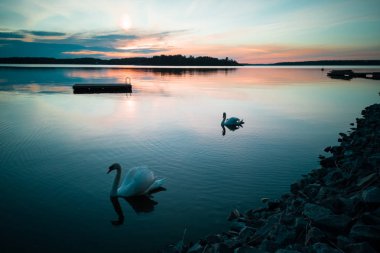İki beyaz kuğu. Pembe gün batımı arka plan üzerinde sahil boyunca sakin su üzerinde yüzen kuğu bir çift. Birkaç kuğu deniz suyuna yansıdı. Yaz gün batımı saatinde Baltık denizinin huzurlu manzarası.