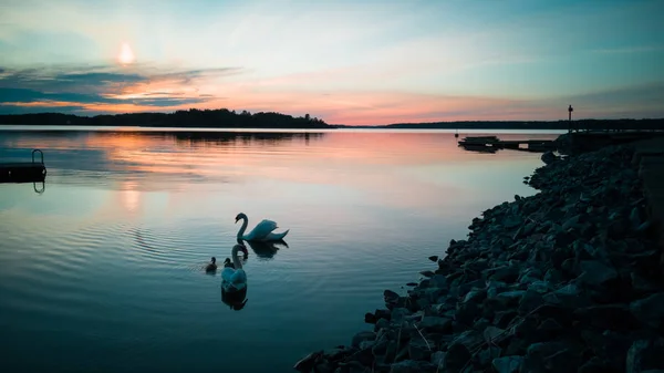Два Белых Лебедя Цыпочками Пара Лебедей Плывущих Спокойной Воде Побережье — стоковое фото
