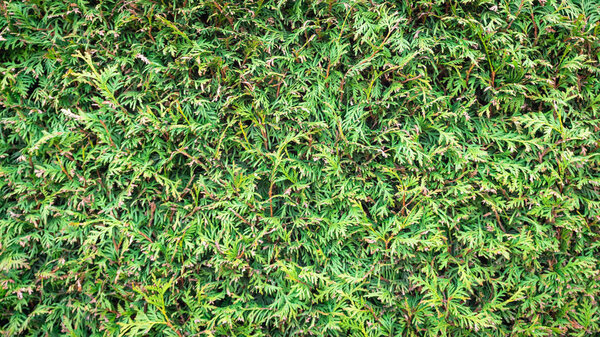 Thuja. Texture of green thuja close up. Thuja occidentalis background: natural green beautiful fence.  Macro texture of Evergreen coniferous tree, Chinese thuja.