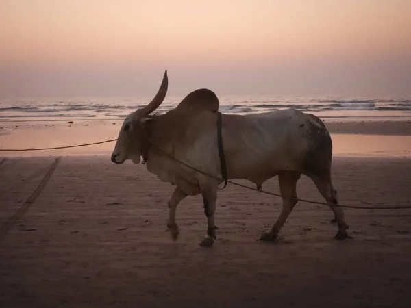 Sacred Indian cow at sunset on the beach in India, Goa. Holy Indian cow on tender pink orange sunset sky background. Portrait of the Holy cow walking along the sandy shore. Indian seascape. Horizon.