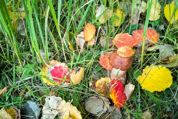 Осенний Лес Цветные Осенние Листья Упали Землю Грибы Травы Осенний — стоковое фото