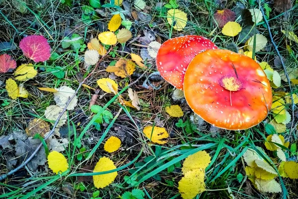 秋の森 色とりどりの紅葉が地面に落ちた キノコ ハーブ 秋の季節 オレンジイエローレッドゴールデンカラー — ストック写真