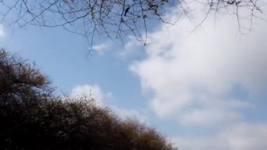 Kuru Ağacın Üzerinde Hareket Eden Bulut - Zaman Atlamalı