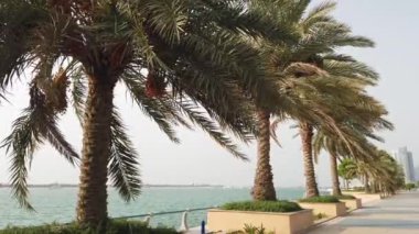 Palm Tree On Palm Season - Hurma Ağacı Sezon