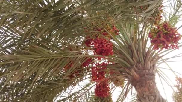 棕榈树在棕榈季 日期树在日期季节 — 图库视频影像