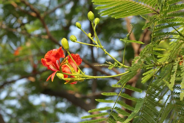 FLOWER ON A TREE - TREE BRANCHES IN BACKGROUND