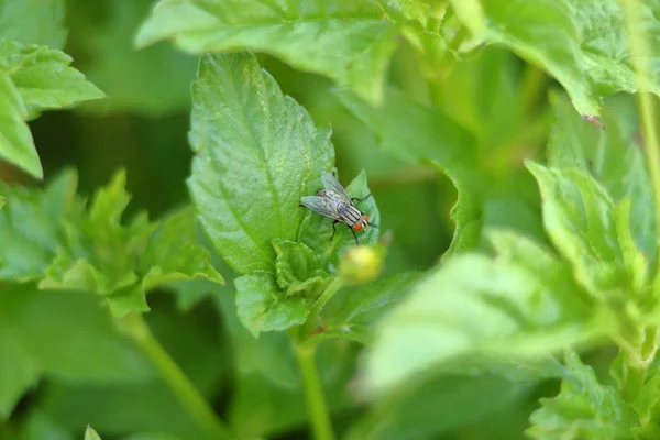 Flyga Ett Löv Närbild — Stockfoto