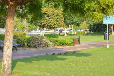 Gölgede Dinlenen Kuşlar