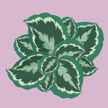 Pembe arka plan üzerinde egzotik tropikal bitki calathea yeşillik vektör illüstrasyon
