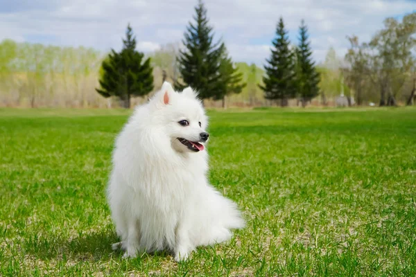 Aranyos mosolygós lendületes fehér kutya hosszú szőrrel ül a friss zöld fű a parkban, vidéken, területen vagy rét. Fajtatiszta japán Spitz szórakozás szabadban, és élvezi a tavaszi zöldek. — Stock Fotó