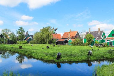Zaanse Schans Yaşam - Çiftlik ve Koyun Nederland