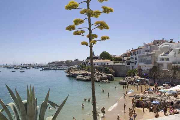 Cascais plaj manzarası, yatlar ve agav bitki ile - Portekiz
