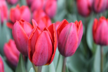 Bahçedeki kırmızı laleler