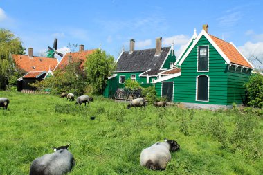 Zaanse Schans Yaşam - Çiftlik ve Koyun Nederland