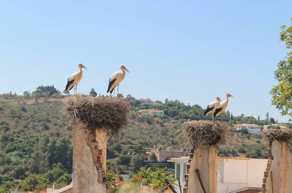 yuvalarında leylek grubu - Silves, Portekiz