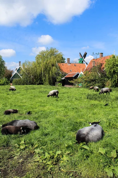 Zaanse Schans Yaşam - Çiftlik ve Koyun Nederland