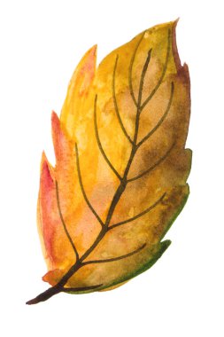beyaz arka plan üzerinde izole bir sonbahar yaprağı hanpainted suluboya illüstrasyon,