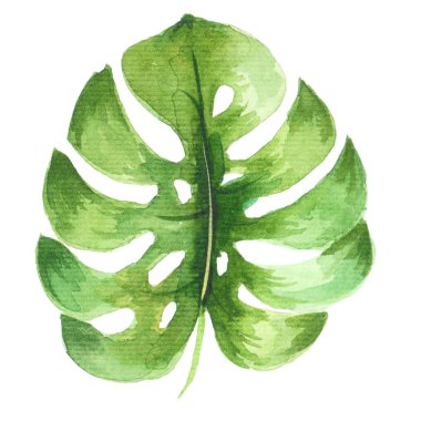 Suluboya tropikal illüstrasyon, el boyalı