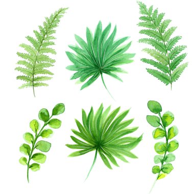 Suluboya tropikal yeşil yaprakları kümesi. Beyaz arka planda izole edilmiş. El boyaması illüstrasyon logo, duvar kağıdı, tekstil, yalan makinesi için kullanılabilir