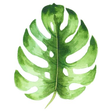 Suluboya tropikal illüstrasyon, el boyalı