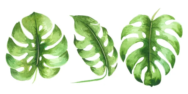 Sada Akvarel Tropických Zelených Listů Izolován Bílém Pozadí Ručně Malovaný Stock Obrázky
