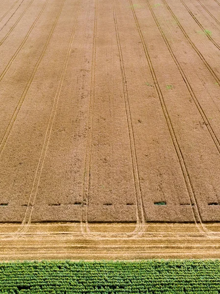 Campo Vacío Después Cosechadora — Foto de Stock