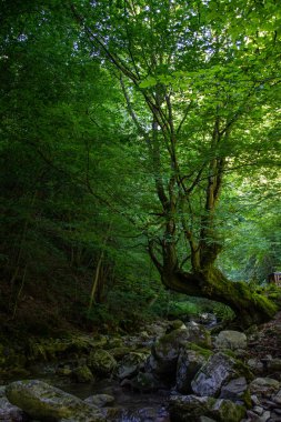 Nehirden sarkan ağaç