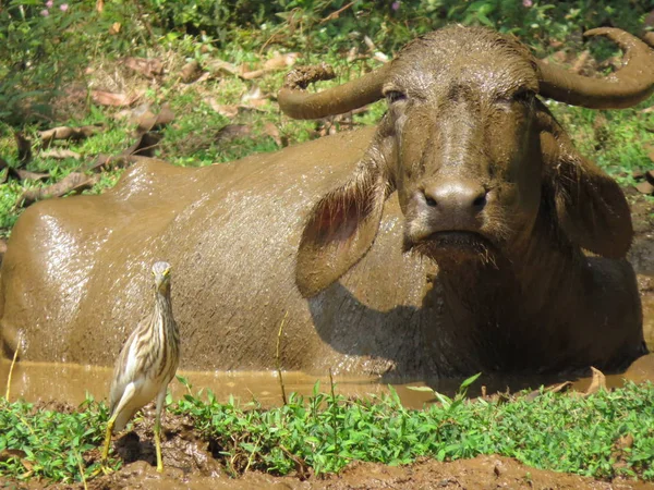 Hindistan. Farklı yaşam formlarının bir arada yaşaması. Bir bufalo ve bir ottan oluşan bir aile, fotoğrafçıların evlerini, bataklıklarını istila sından şikayet ediyor..