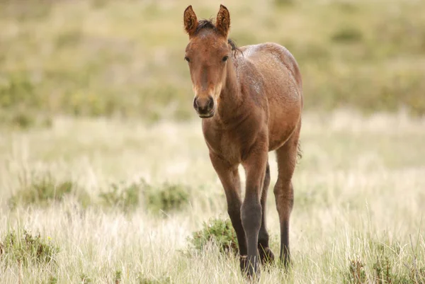 Doğa. Foal bozkırda koşuyor. Genç bir hayvanın vücudunun güzelliği.
