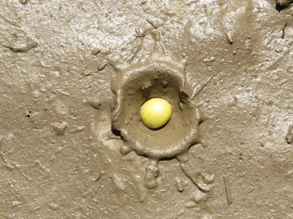 Nadir bir atış. Kiraz erik (Prnus cerasfera) çamur (ıslak toprak) güz. Doğada yeni bir formun doğuşu.