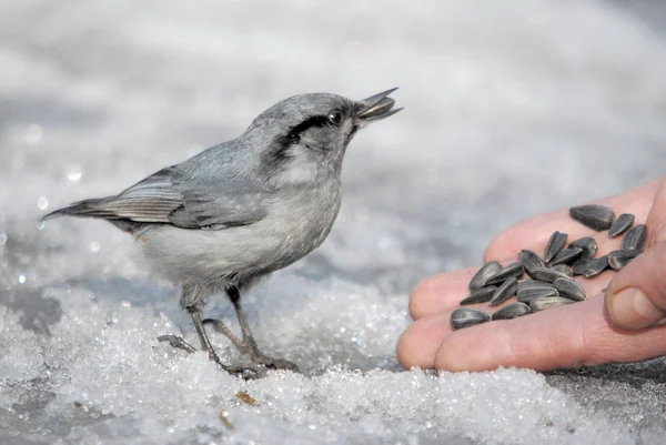 Trust communication between nuthatch(Sitta europaea) and man. In the cold winter time, wild birds flock to city parks and survive thanks to human help.