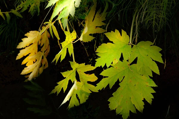 Nature. The divine beauty of the world is reflected in leaves bent over water against a dark background. They are beautiful and harmonious in their color and shape.