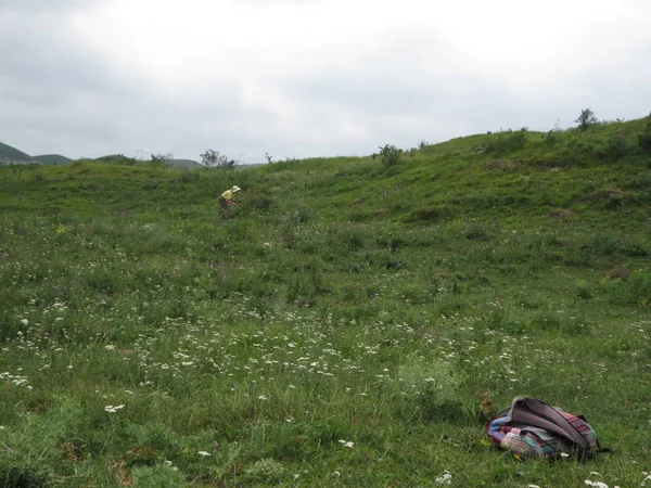 Kuzey Kafkasya dağlarının yamaçlarında şifalı otlar koleksiyonu.