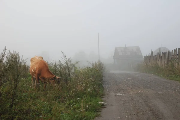 Köyde sakin ve sakin bir sabah. Sis evleri kapıyor, yolu kapatıyor. Ön planda bir otlatıyor.