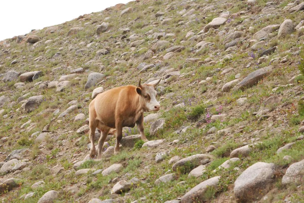 Pet. Kuaternary dönem sırt Tsagan-Shibetu moraine üzerinde inek-atlet.