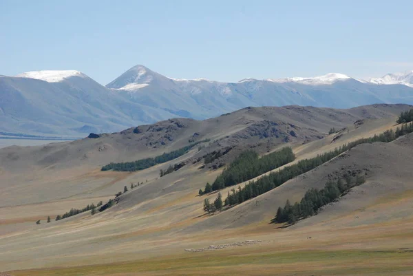 Orta Asya. Resim Tuva Cumhuriyeti Mongun - Taiga ulaşılmaz alanda alınmıştır. Dağların arasındaki bir vadide, bir koyun sürüsü ve atlı bir çoban zar zor fark edilir..