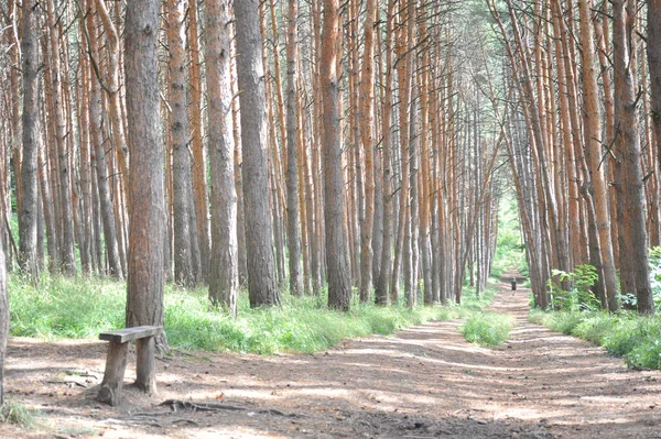 Sesler azalır, hayvanlar ve kuşlar donar, güneş suyun üstüne düşer. Yarın yeni bir gün olacak..