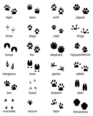 Set of footprints of wild animals, illustration of black silhouette clipart