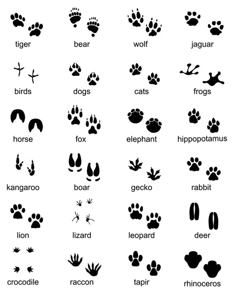 Set Impronte Animali Selvatici Illustrazione Della Silhouette Nera — Vettoriale Stock