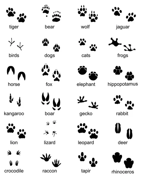 Aantal Voetafdrukken Van Wilde Dieren Illustratie Van Zwarte Silhouet — Stockvector