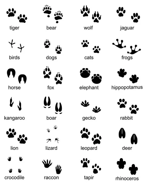 Aantal Voetafdrukken Van Wilde Dieren Illustratie Van Zwarte Silhouet — Stockvector