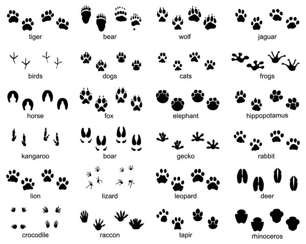 Set of footprints of wild animals, illustration of black silhouette